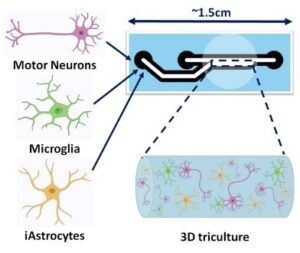 Recreating the human brain in the lab – Ardat